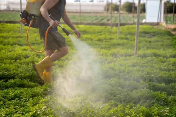 Best Local Pest Control Services  in Lead, SD