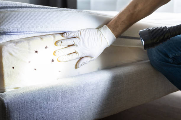Best Flea Control Services  in Lead, SD