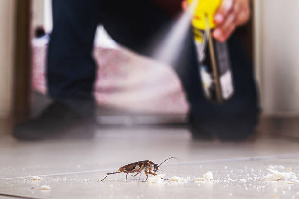 Flea Control Services in Lead, SD