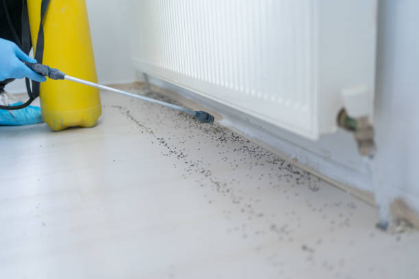 Best Wasp Removal Services  in Lead, SD